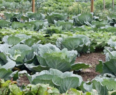 Кращі сидерати для капусти восени: максимально ефективне використання