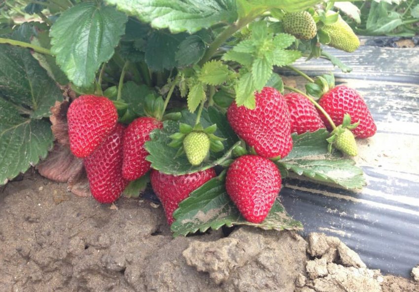 Полуниця сорту Монтерей