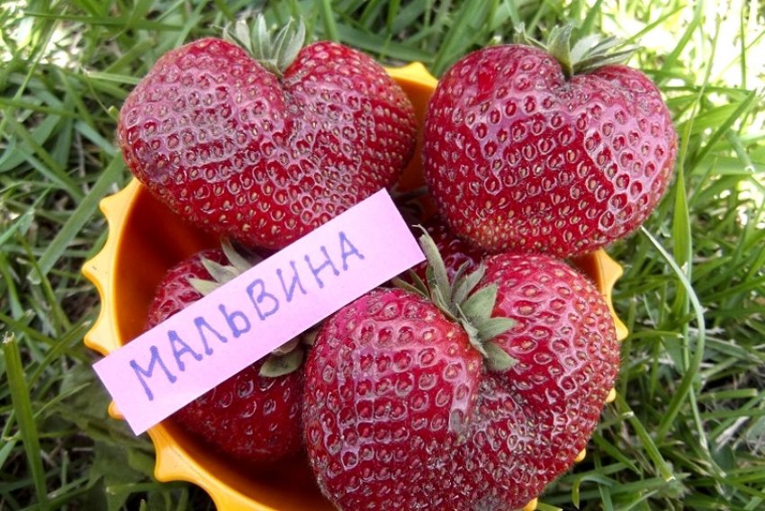 Полуниця сорту Мальвіна