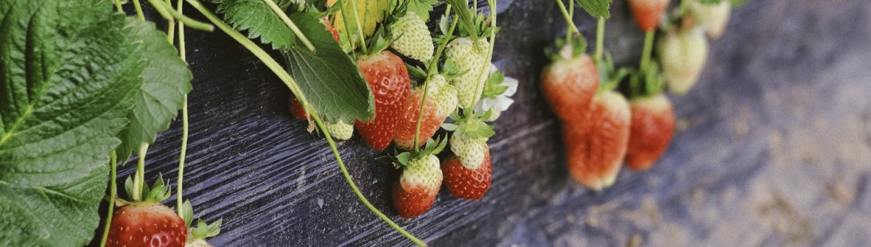 Опис і характеристика полуниці сорту Місяць