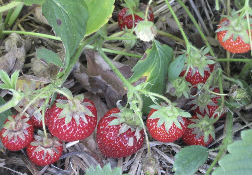 Полуниця сорт Місяць Полуниця сорт Місяць