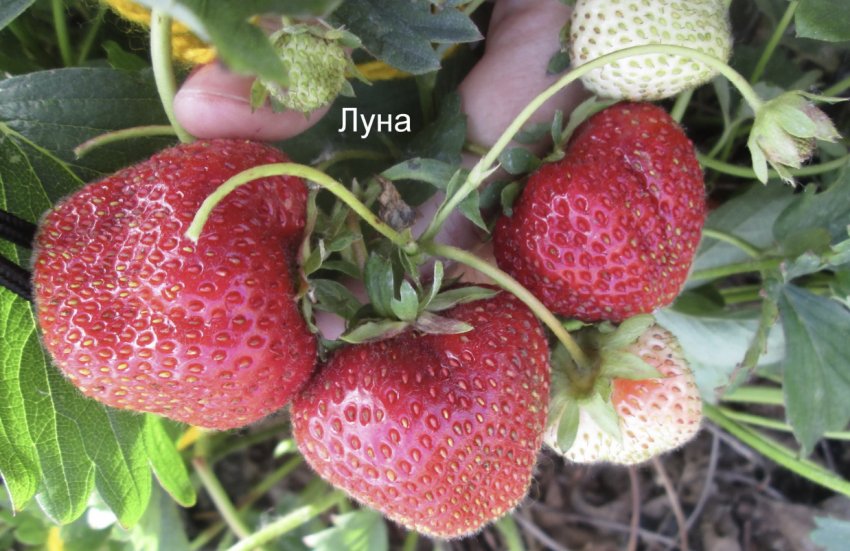 Полуниця Місяць Полуниця Місяць