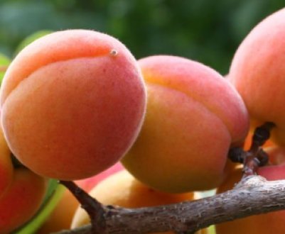 Що таке абрикос і які його особливості?