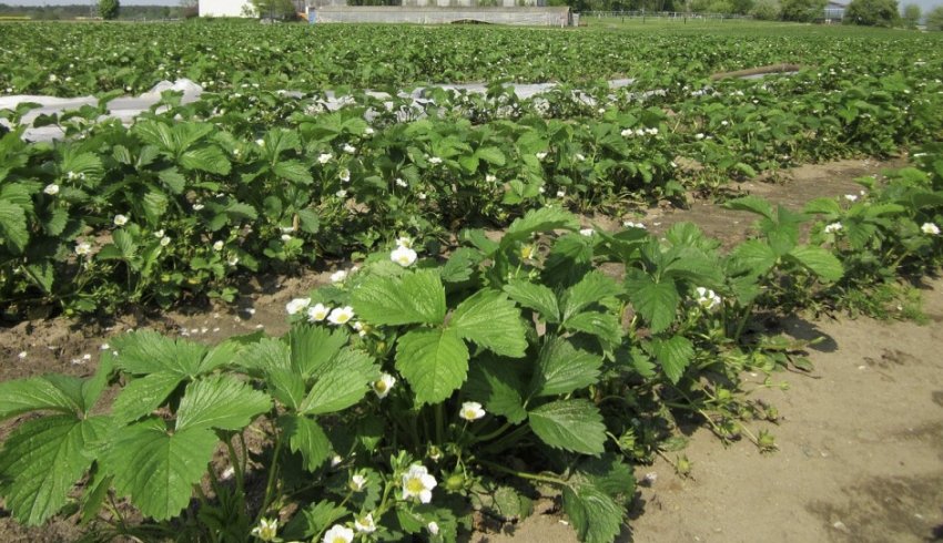 Насадження полуниці сорту Місяць Насадження полуниці сорту Місяць
