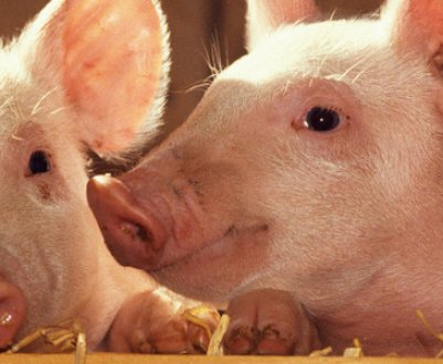 Пронос у поросят: основні причини, як і чим лікувати молодняк і дорослих особин