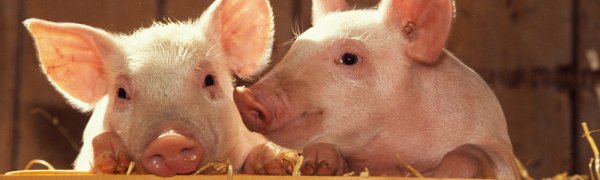 Понос у свиней и как с ним бороться
