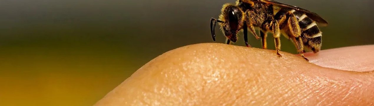 чем полезно жало пчелы. Смотреть фото чем полезно жало пчелы. Смотреть картинку чем полезно жало пчелы. Картинка про чем полезно жало пчелы. Фото чем полезно жало пчелы