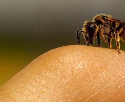 Укуси бджоли: користь для організму