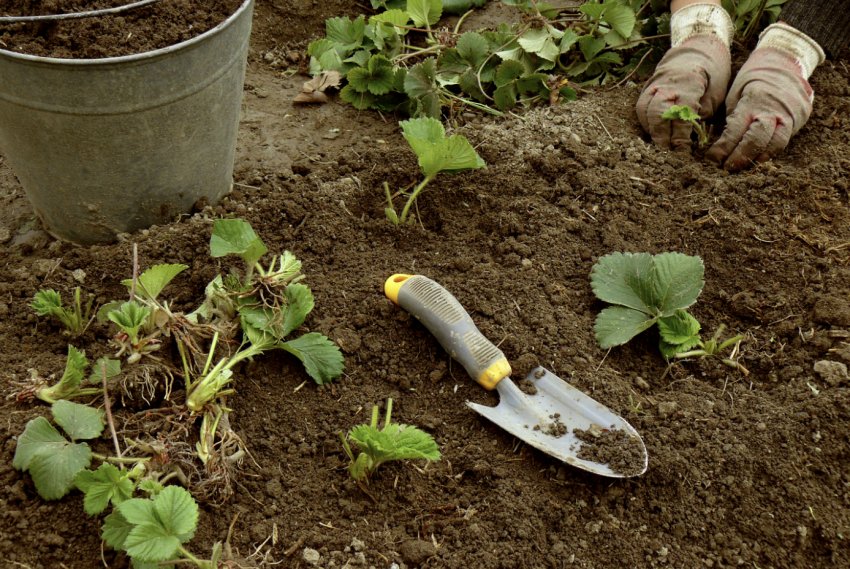 Висадка саджанців полуниці Висадка саджанців полуниці