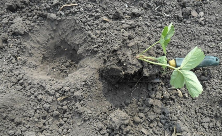 Грунт під посадку полуниці Грунт під посадку полуниці