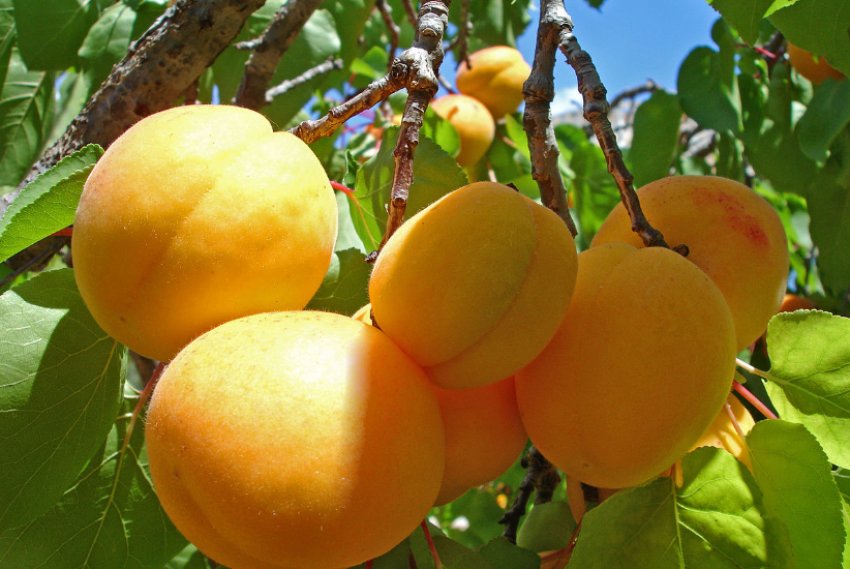 Абрикоси