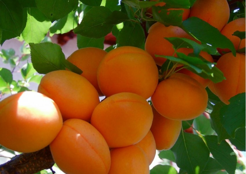 Абрикоси