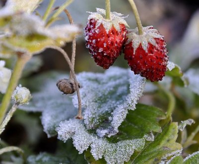 Підготовка полуниці до зимівлі