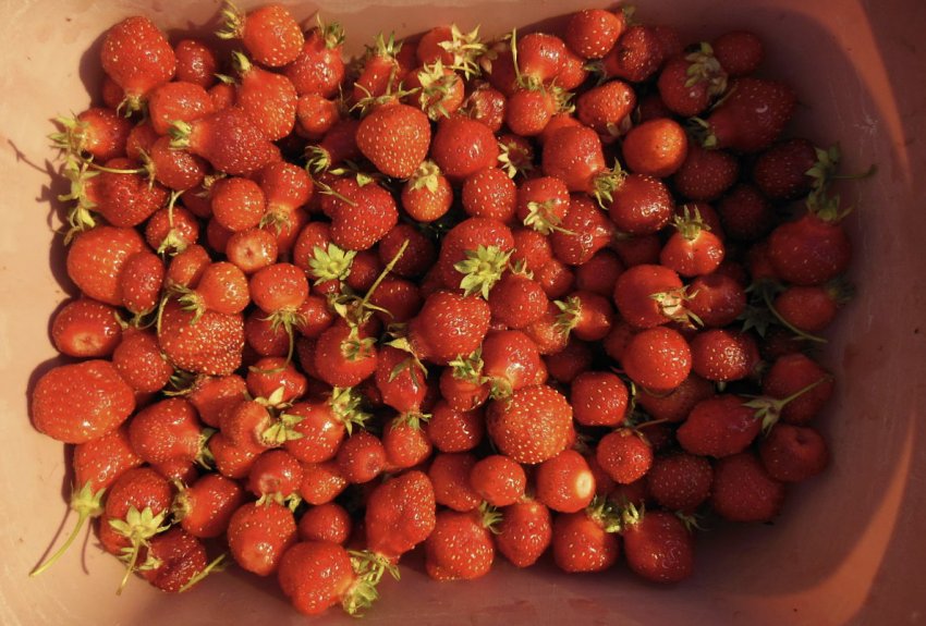 Врожай полуниці Місяць Врожай полуниці Місяць