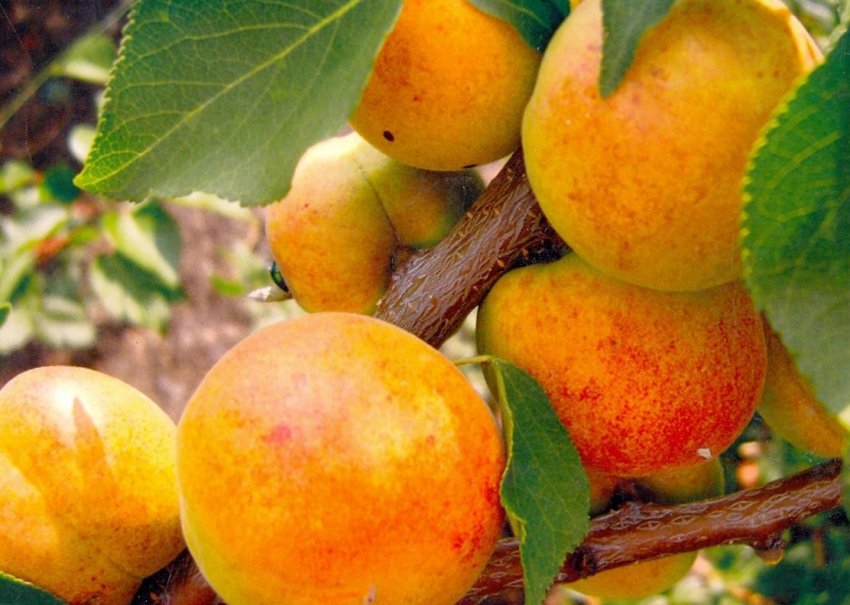 Абрикос Фаворит Абрикос Фаворит