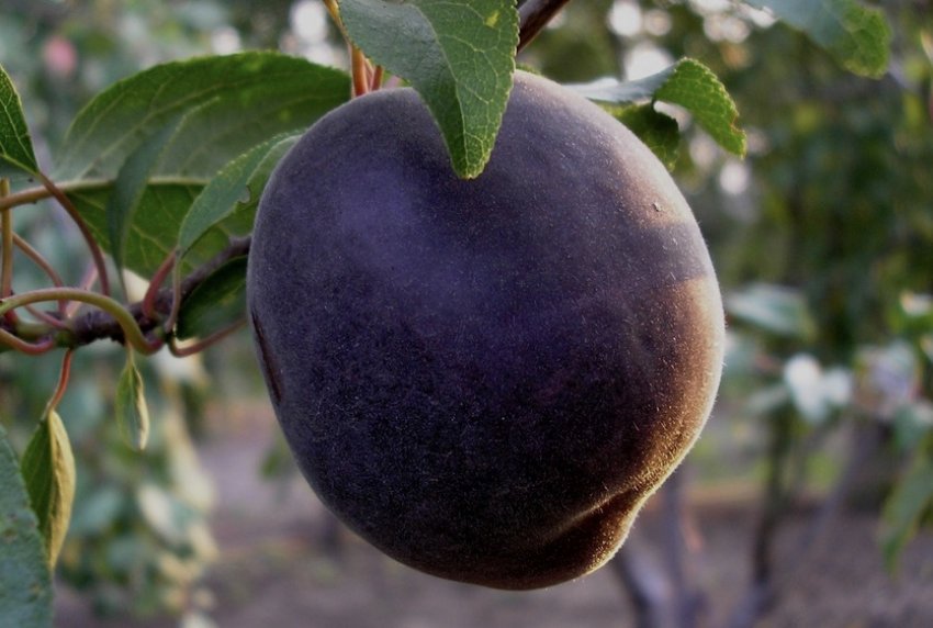 Абрикос Чорний оксамит Абрикос Чорний оксамит