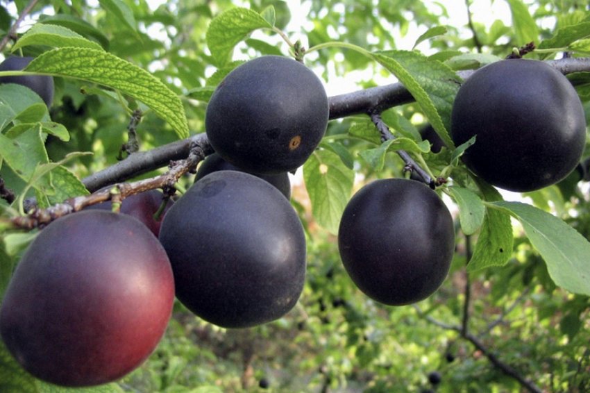 Абрикос Кубанський чорний Абрикос Кубанський чорний