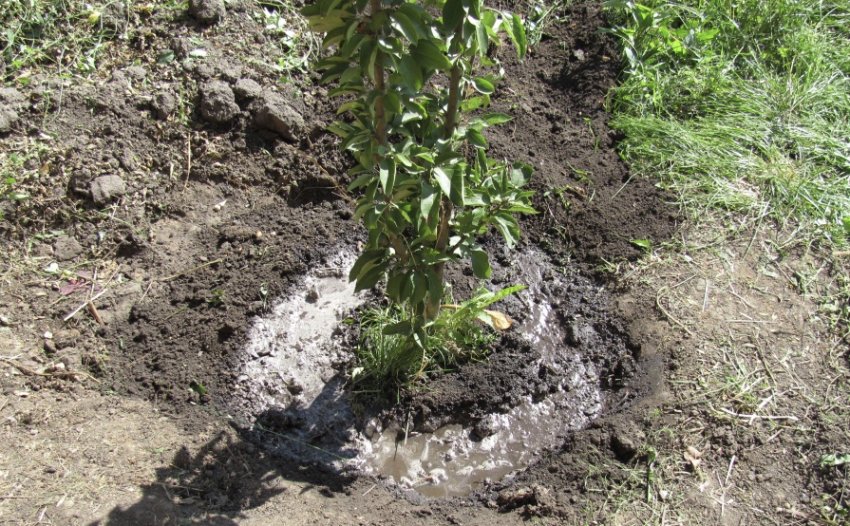 Посаджений саджанець абрикоса Посаджений саджанець абрикоса