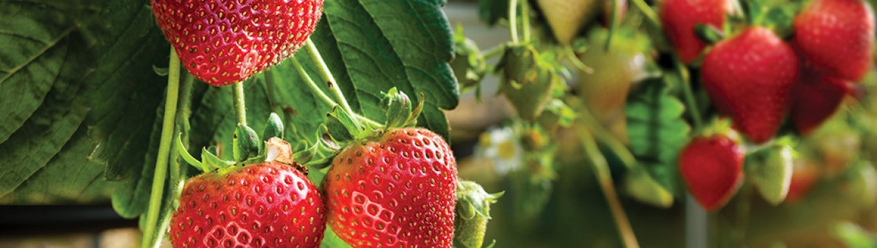 Особливості посадки і догляду за полуницею сорту Ірма