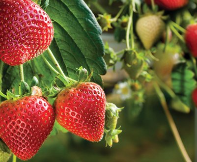 Особливості посадки і догляду за полуницею сорту Ірма