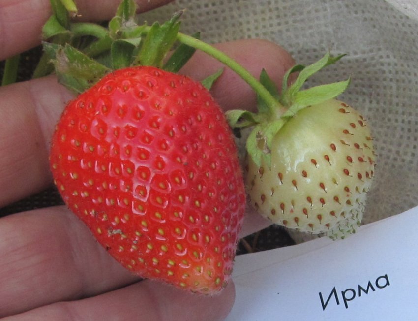 Полуниця Ірма Полуниця Ірма