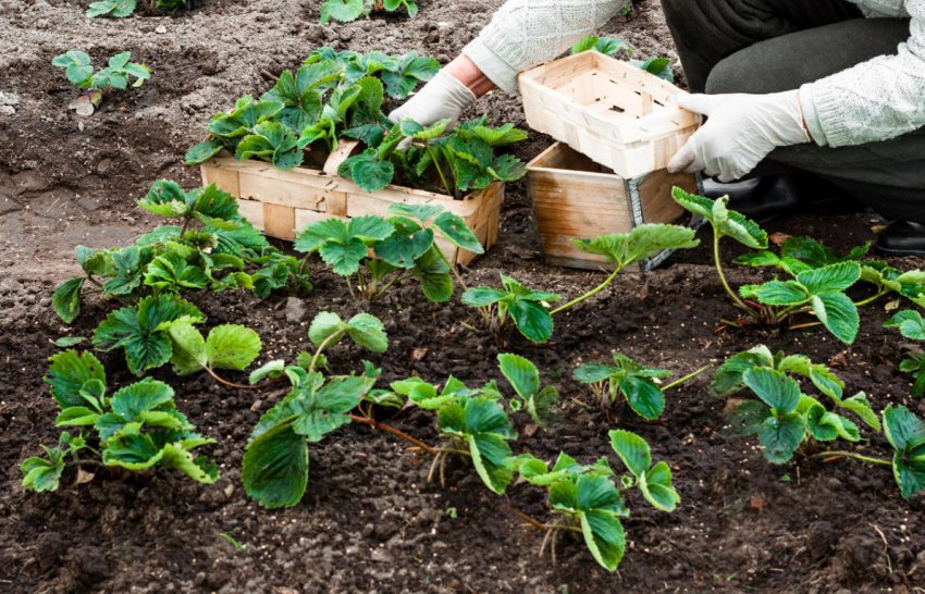 Вибір місця під посадку полуниці Вибір місця під посадку полуниці
