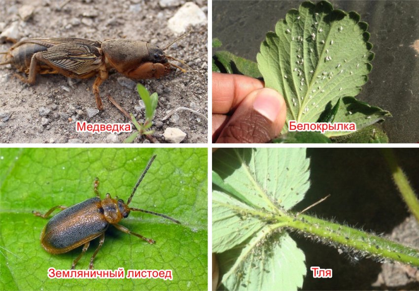 Шкідники полуниці Шкідники полуниці