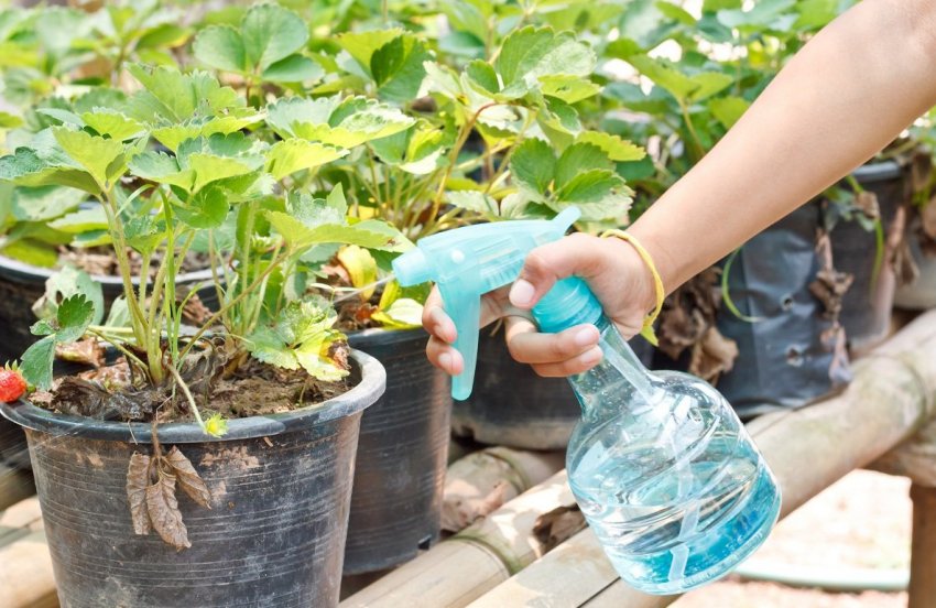 Обприскування полуниці Обприскування полуниці