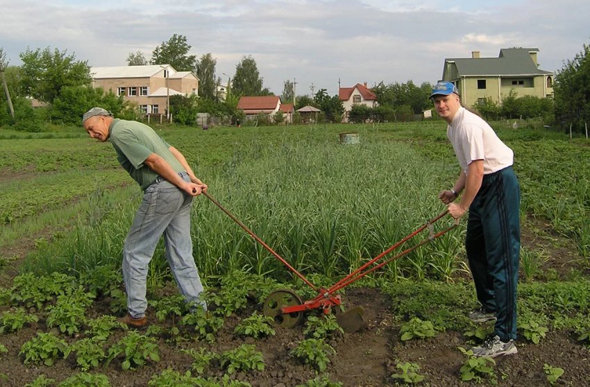 Влітку на мордовських полях виберуть кращого землероба Влітку на мордовських полях виберуть кращого землероба