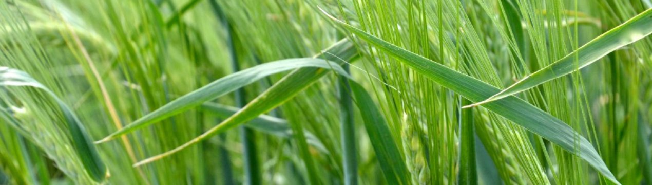 Росія протягне руку зерновий» допомоги стражденним туркменам