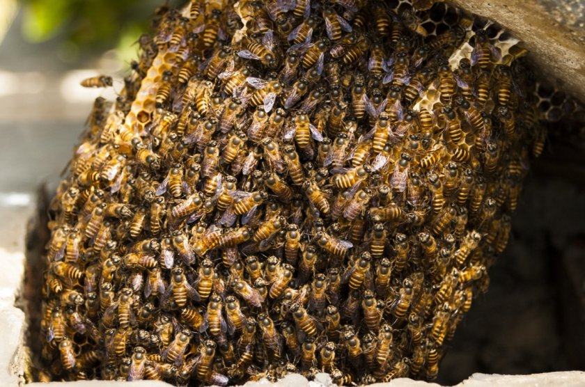 пчелиный улей фото