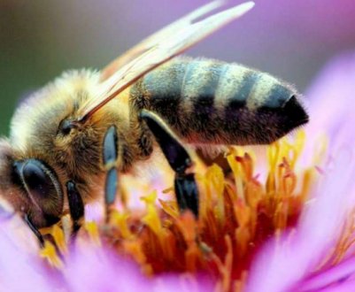 Органи дихання бджоли