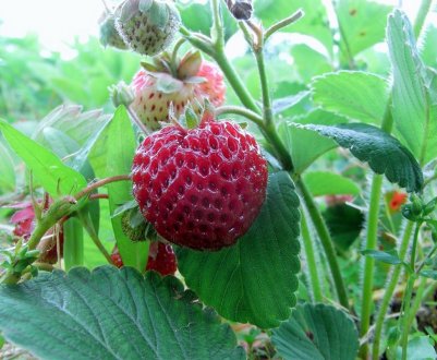 Особливості посадки і догляду за полуницею Міце Шиндлер