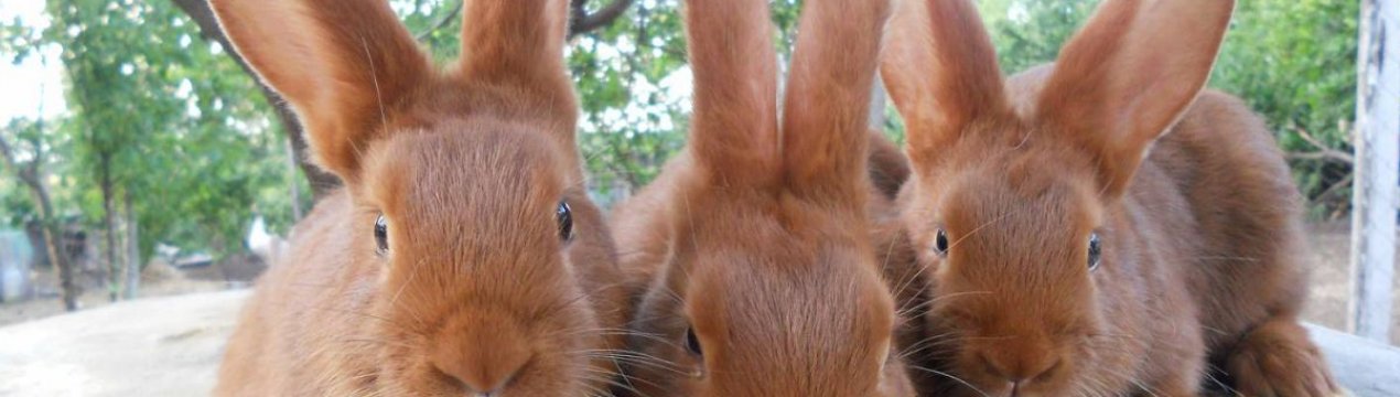 Новозеландська порода кроликів: характеристика, особливості розведення в домашніх умовах