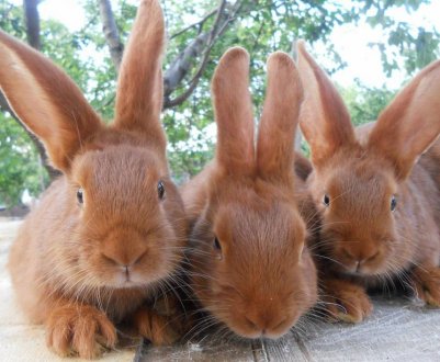 Новозеландська порода кроликів: характеристика, особливості розведення в домашніх умовах