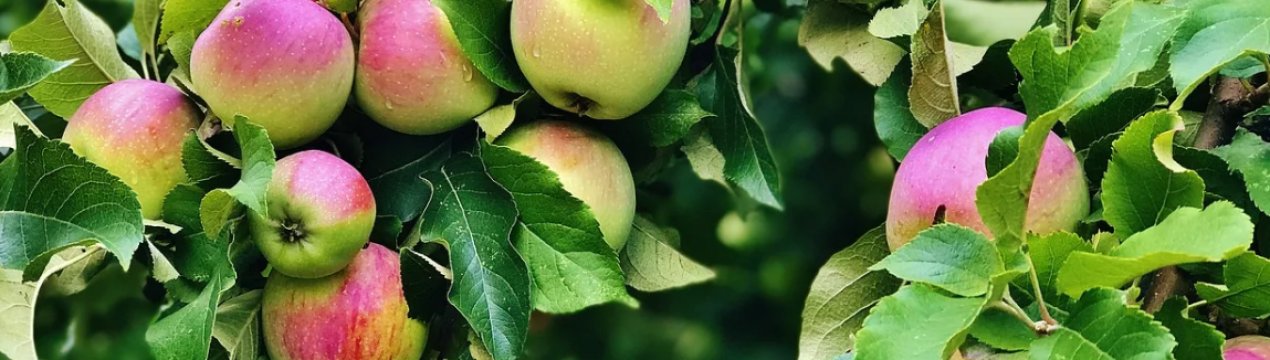 Ставропіллі повільно, але впевнено перетворюється на гігантський суперінтенсивний сад