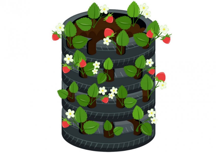 Вирощування полуниці в автомобільних шинах Вирощування полуниці в автомобільних шинах