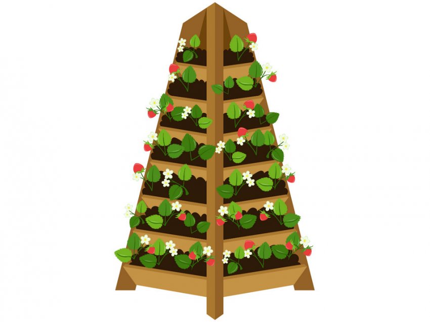 Вирощування полуниці в піраміді Вирощування полуниці в піраміді