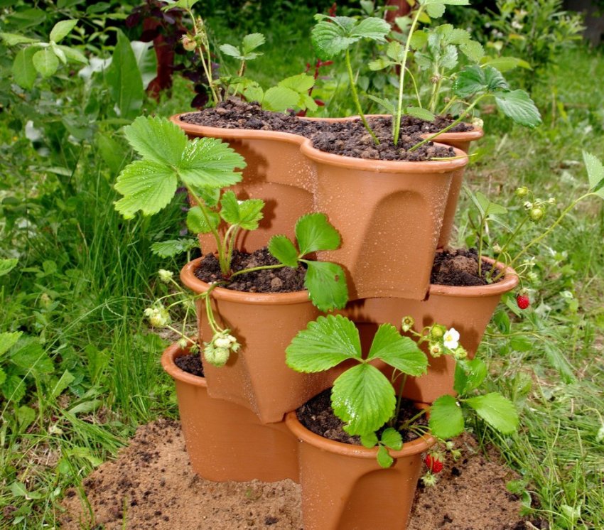 Піраміда з горщиків Піраміда з горщиків