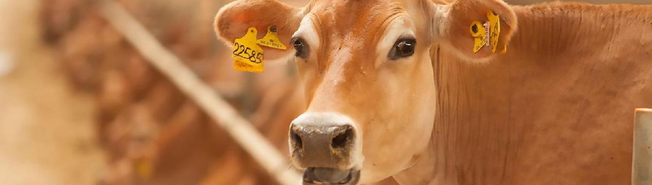 Вакансія на молочній фермі в Саудівській Аравії