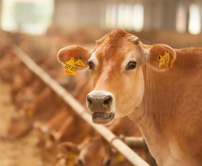 Вакансія на молочній фермі в Саудівській Аравії