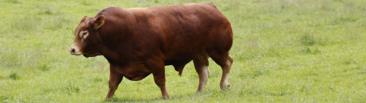 Корови лімузинської породи: опис, догляд і годування