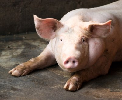 Свині м'ясної породи: фото та опис
