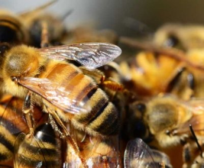 Звідки з'явилася бджола