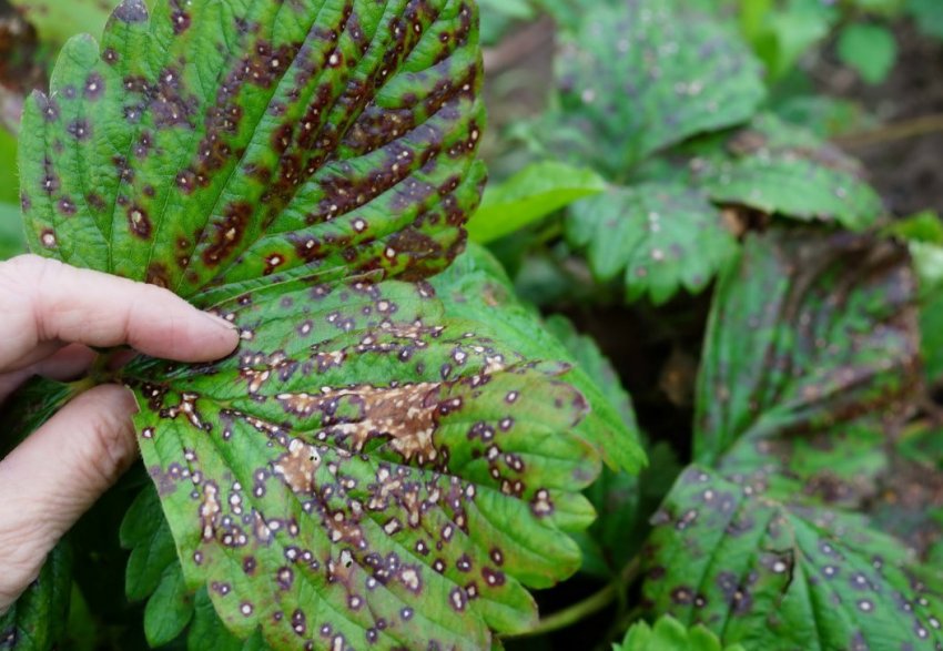 Коричнева плямистість полуниці Коричнева плямистість полуниці