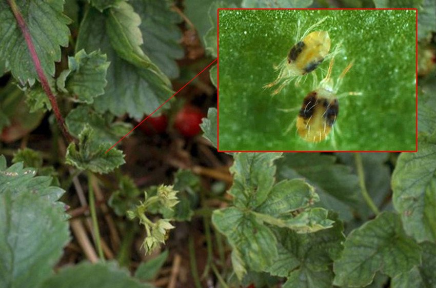 Суничний кліщ на полуниці Суничний кліщ на полуниці