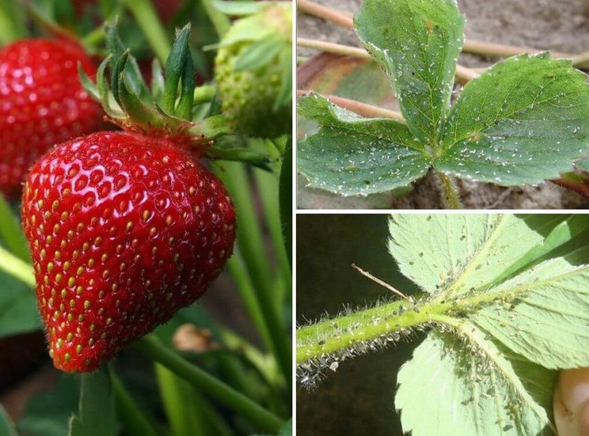 Попелиця на полуниці Попелиця на полуниці