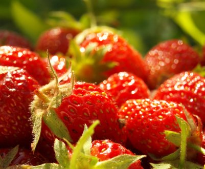 Полуниця в пірамідах: плюси і мінуси вирощування