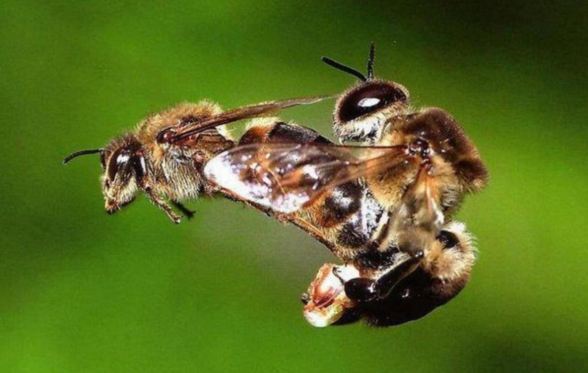Парування бджіл