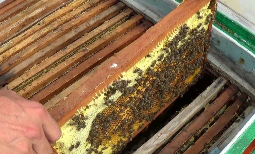 Поділ сімей